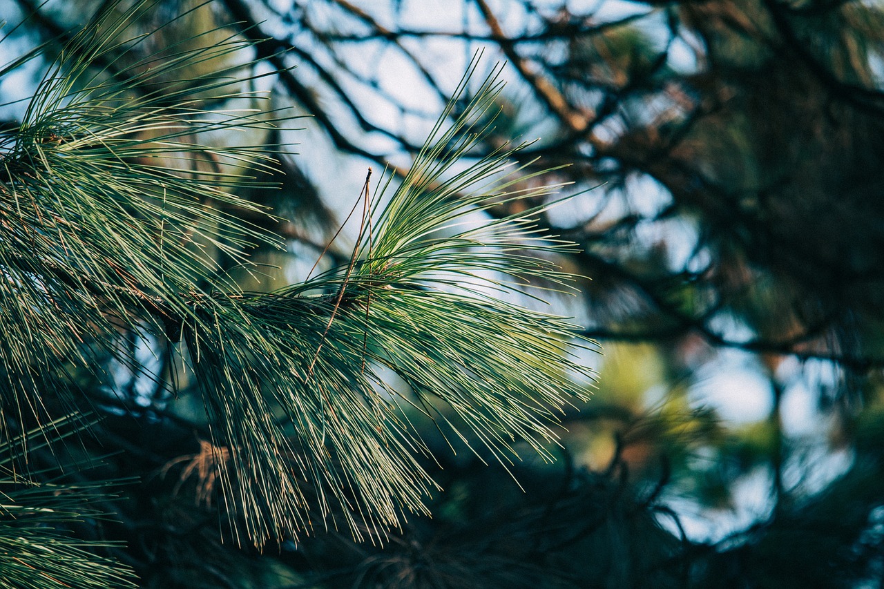 Principles of Bonsai Design and Care